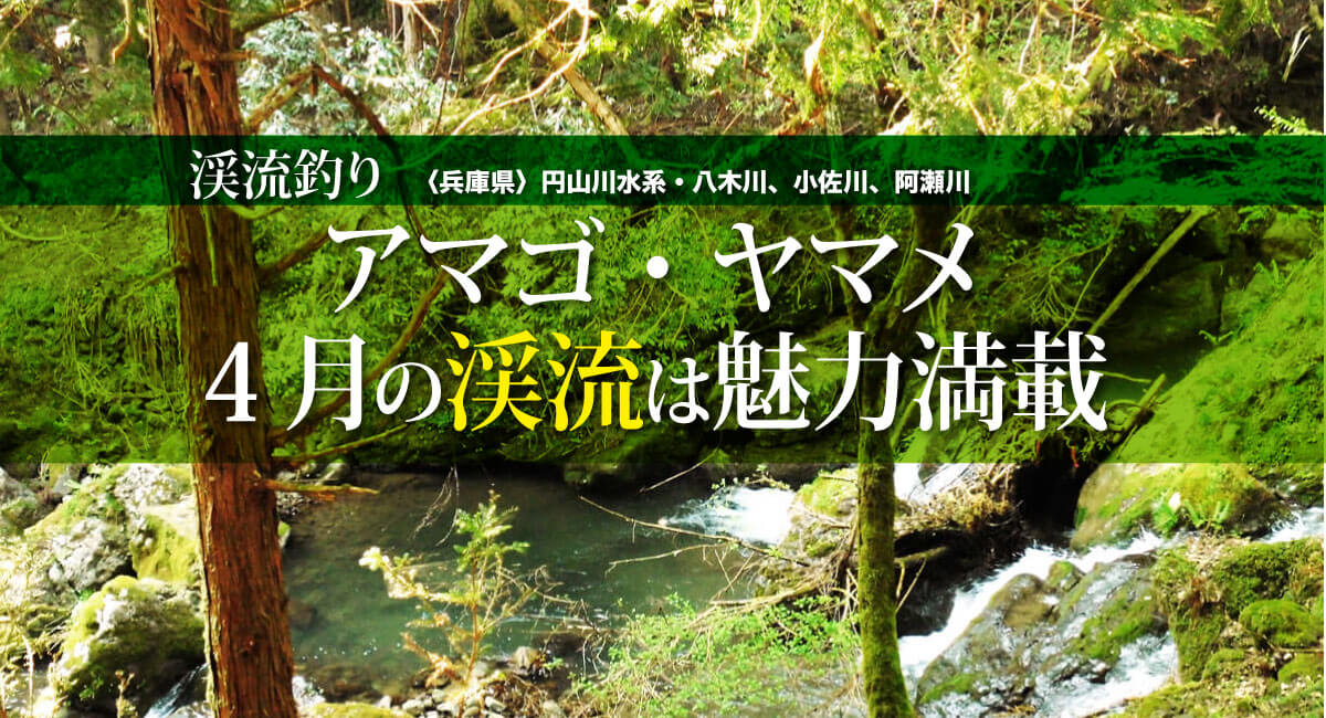 渓流釣り アマゴ ヤマメ 4月の渓流は魅力満載 兵庫県 円山川水系 八木川 小佐川 阿瀬川 関西のつりweb 釣りの総合情報メディアmeme