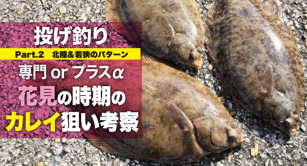 投げ釣り 専門orプラスa 花見の時期のカレイ狙い考察 Part 2 北陸 若狭のパターン 関西のつりweb 釣りの総合情報メディアmeme