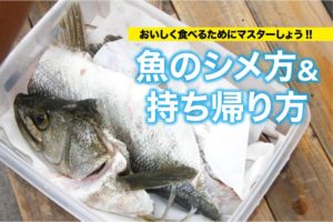 おいしく食べよう 魚のシメ方 持ち帰り方 関西のつりweb 釣りの総合情報メディアmeme