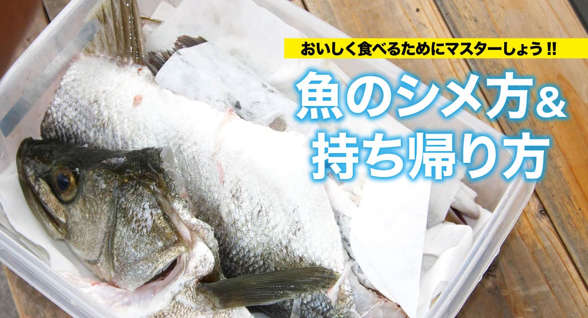 おいしく食べよう 魚のシメ方 持ち帰り方 関西のつりweb 釣りの総合情報メディアmeme