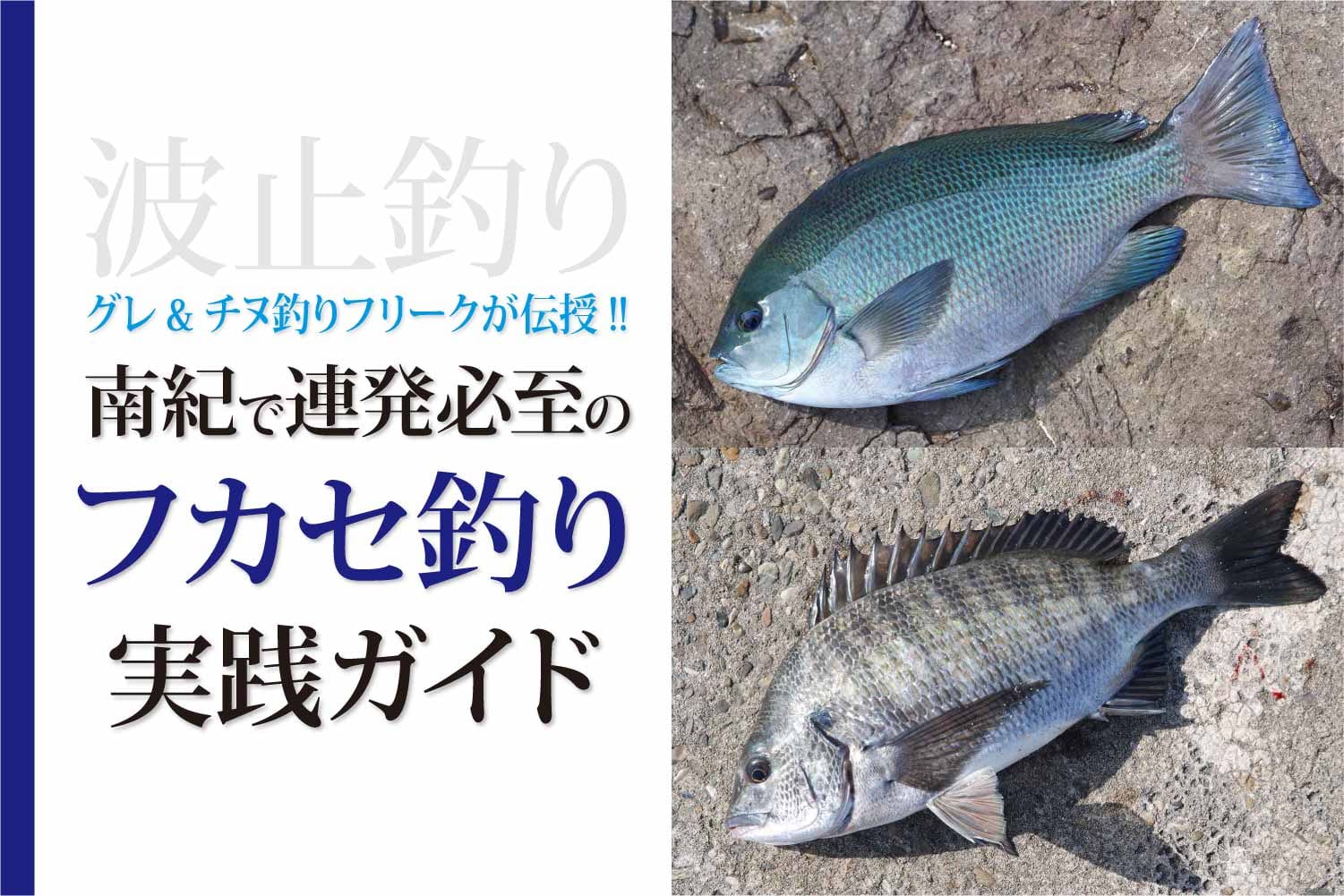 グレ チヌ釣りフリークが教える 南紀で連発必至のフカセ釣り実践ガイド 関西のつりweb 釣りの総合情報メディアmeme