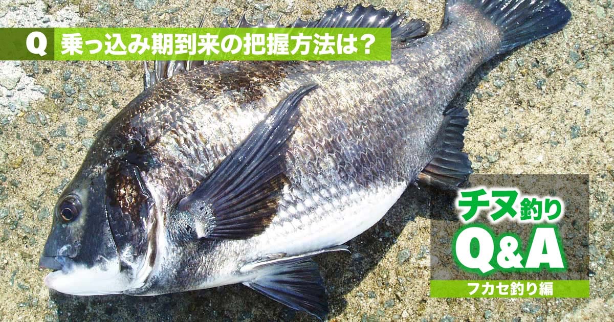 【チヌ・フカセ釣りの悩みズバリ解消!!】乗っ込み期到来の把握方法は？ | 関西のつりweb | 釣りの総合情報メディアMeME