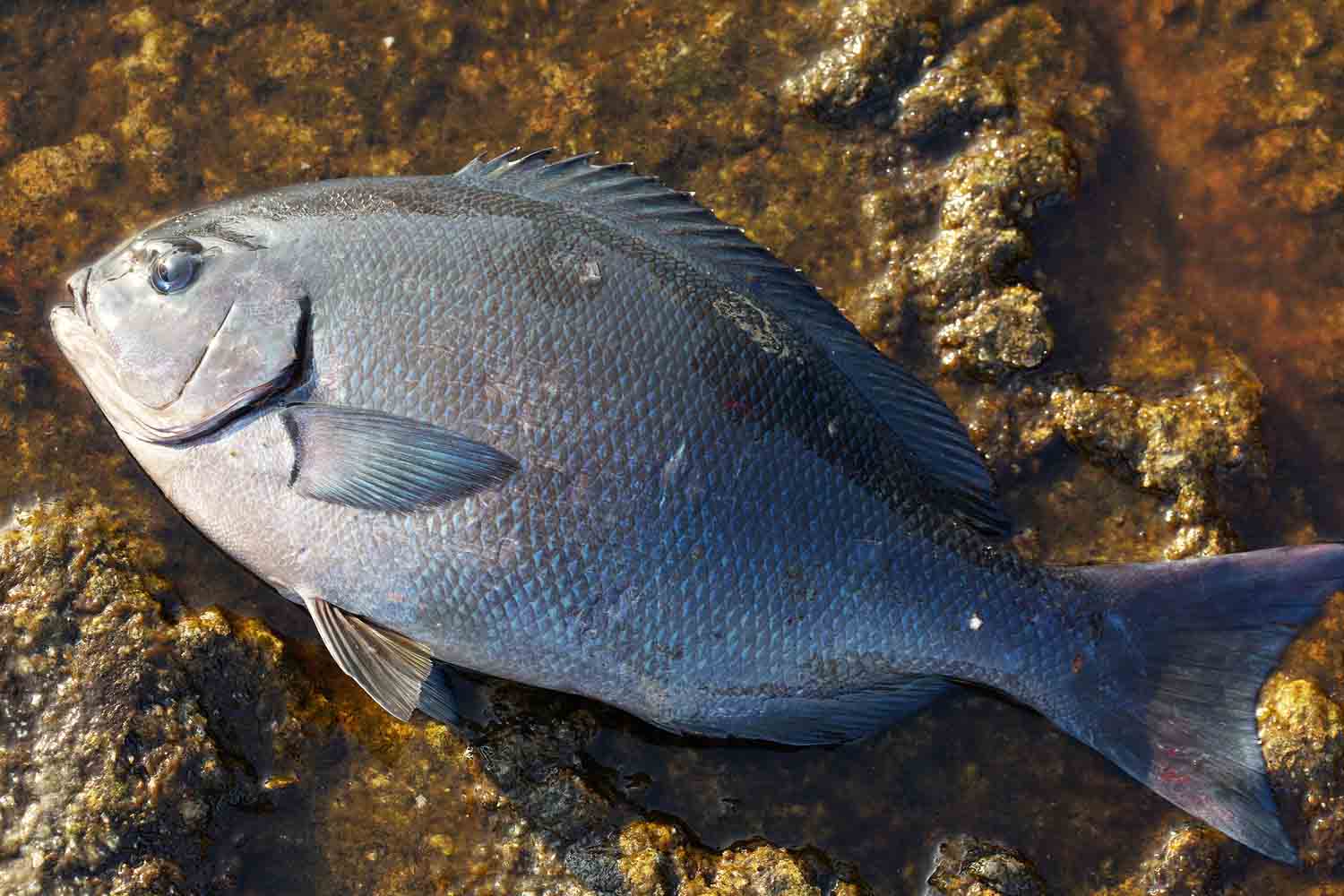 綺麗な尾長 グレ 釣り すべての魚の画像