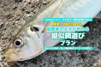 田辺箱紀州釣り水箱釣り堀チヌ釣り防波堤釣りサビキ釣りカゴ釣り 田辺箱紀州釣り水箱釣り堀チヌ釣り防波堤釣りサビキ釣りカゴ釣り