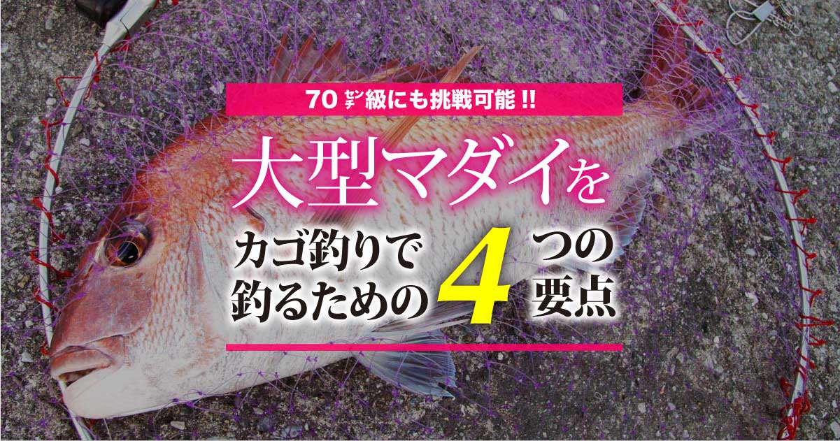 70 級にも挑戦可能 大型マダイをカゴ釣りで釣るための４つの要点 関西のつりweb 釣りの総合情報メディアmeme