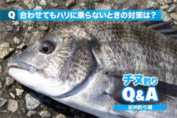Amazon.co.jp: まとめて ウキ チヌ 紀州釣り 黒鯛 : スポーツ