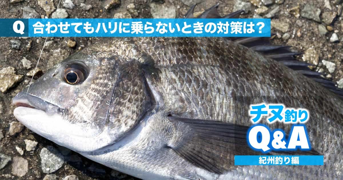 チヌ 紀州釣りの悩みを解決 合わせてもチヌがハリに乗らないときの対策は 関西のつりweb 釣りの総合情報メディアmeme