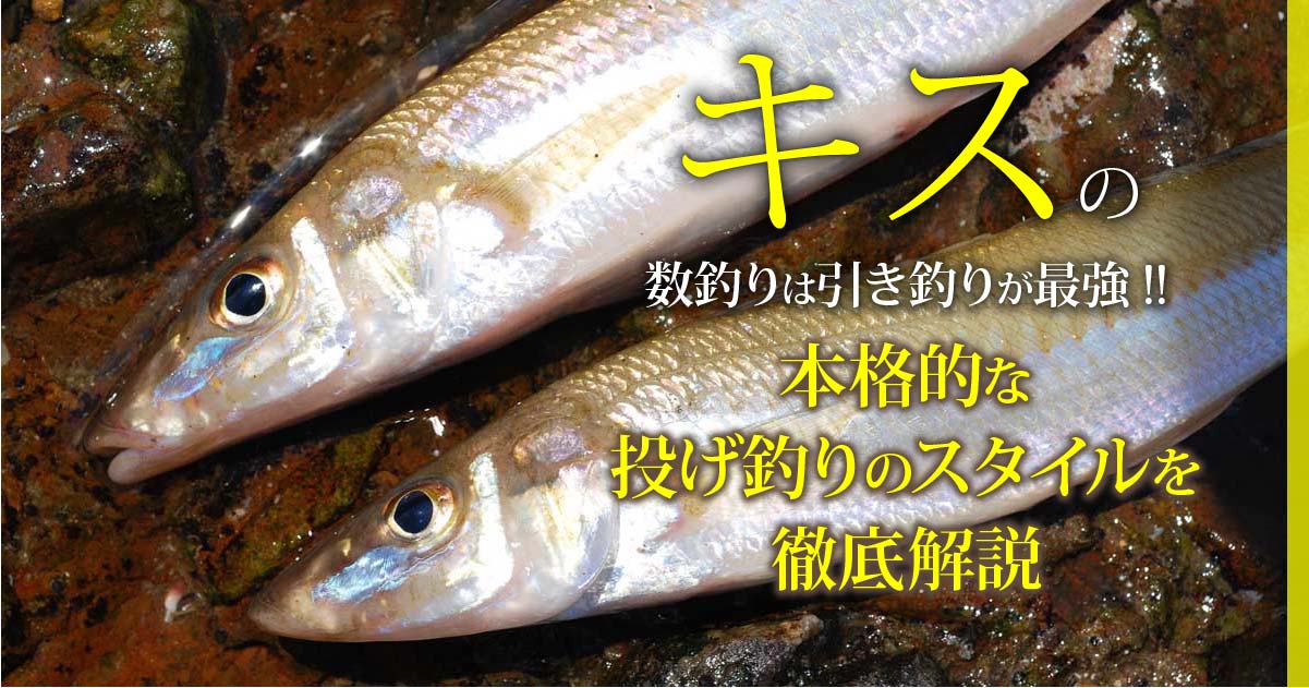 キスの数釣りは引き釣りが最強 本格的な投げ釣りのスタイルを徹底解説 関西のつりweb 釣りの総合情報メディアmeme