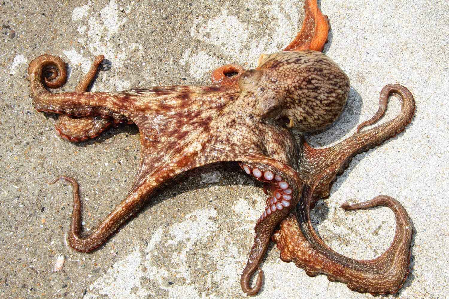 タコ Octopus Japaneseclass Jp