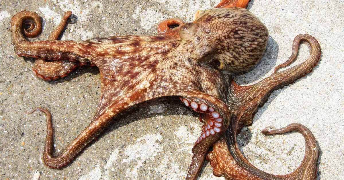 実釣マニュアル タコの釣り方 関西のつりweb 釣りの総合情報メディアmeme