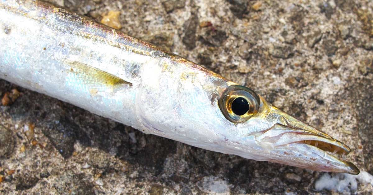 実釣マニュアル カマスの釣り方 関西のつりweb 釣りの総合情報メディアmeme