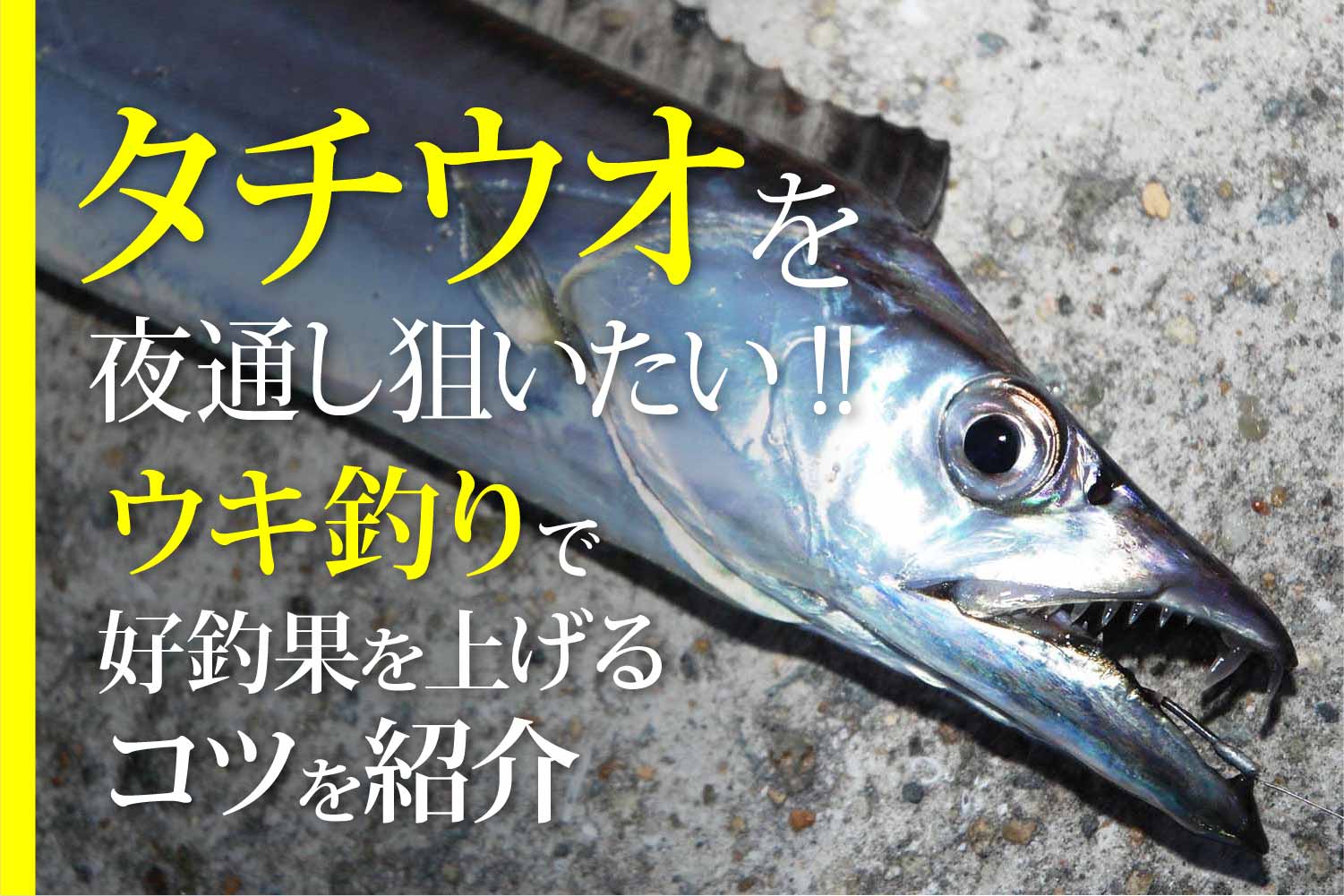 タチウオ 太刀魚 関西のつりweb 釣りの総合情報メディアmeme
