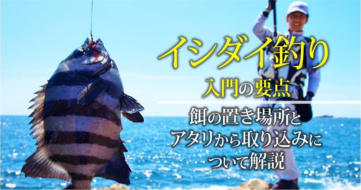 イシダイ釣り入門の要点 餌の置き場所とアタリから取り込みについて解説 関西のつりweb 釣りの総合情報メディアmeme イシダイ釣り入門の要点 餌の置き場所とアタリから取り込みについて解説 関西のつりweb 釣りの総合情報メディアmeme