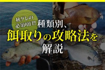 秋グレの必須項目 種類別 餌取りの攻略法を解説 関西のつりweb 釣りの総合情報メディアmeme