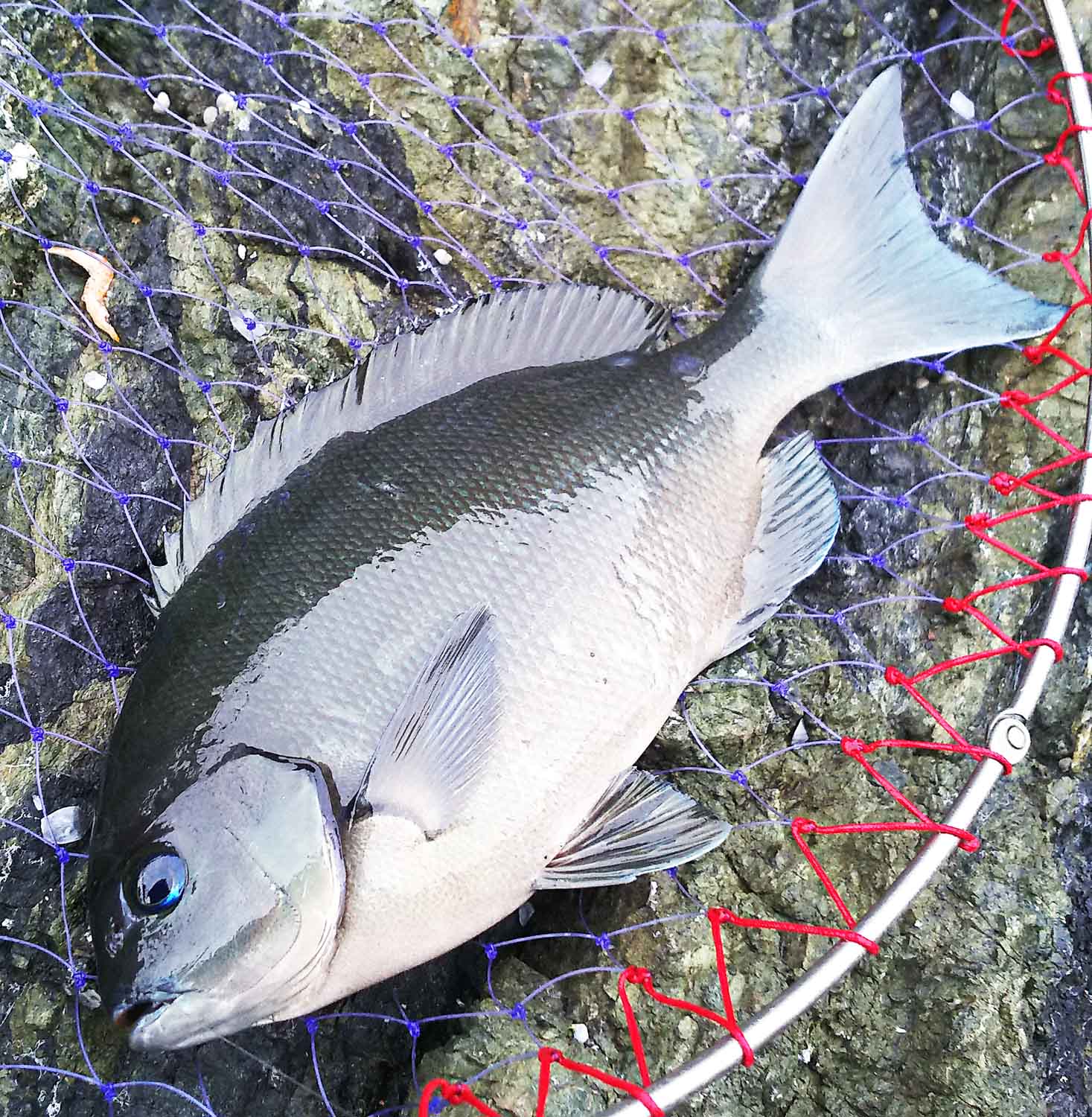 尾長グレが連発 中紀最北の磯釣り場 矢櫃の釣りを紹介 桑原英高のグレ釣り一直線 尾長グレ追求編 Vol 25 関西のつりweb 釣りの総合情報メディアmeme