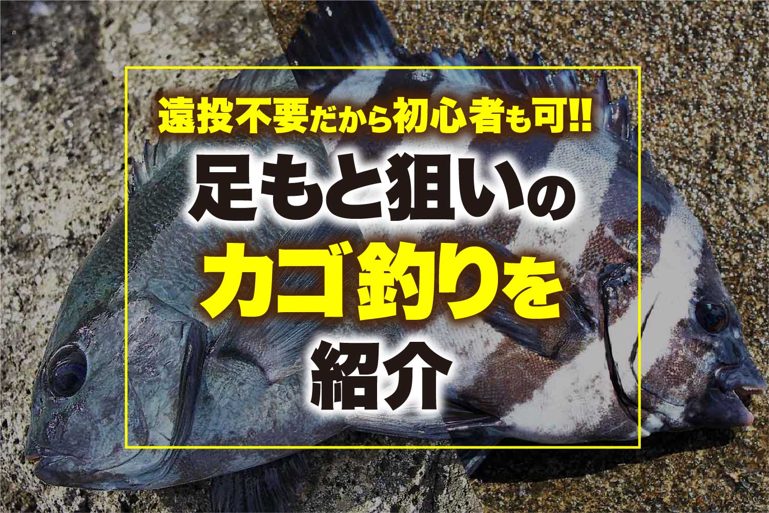 遠投不要だから初心者も可 足もと狙いのカゴ釣りを紹介 関西のつりweb 釣りの総合情報メディアmeme