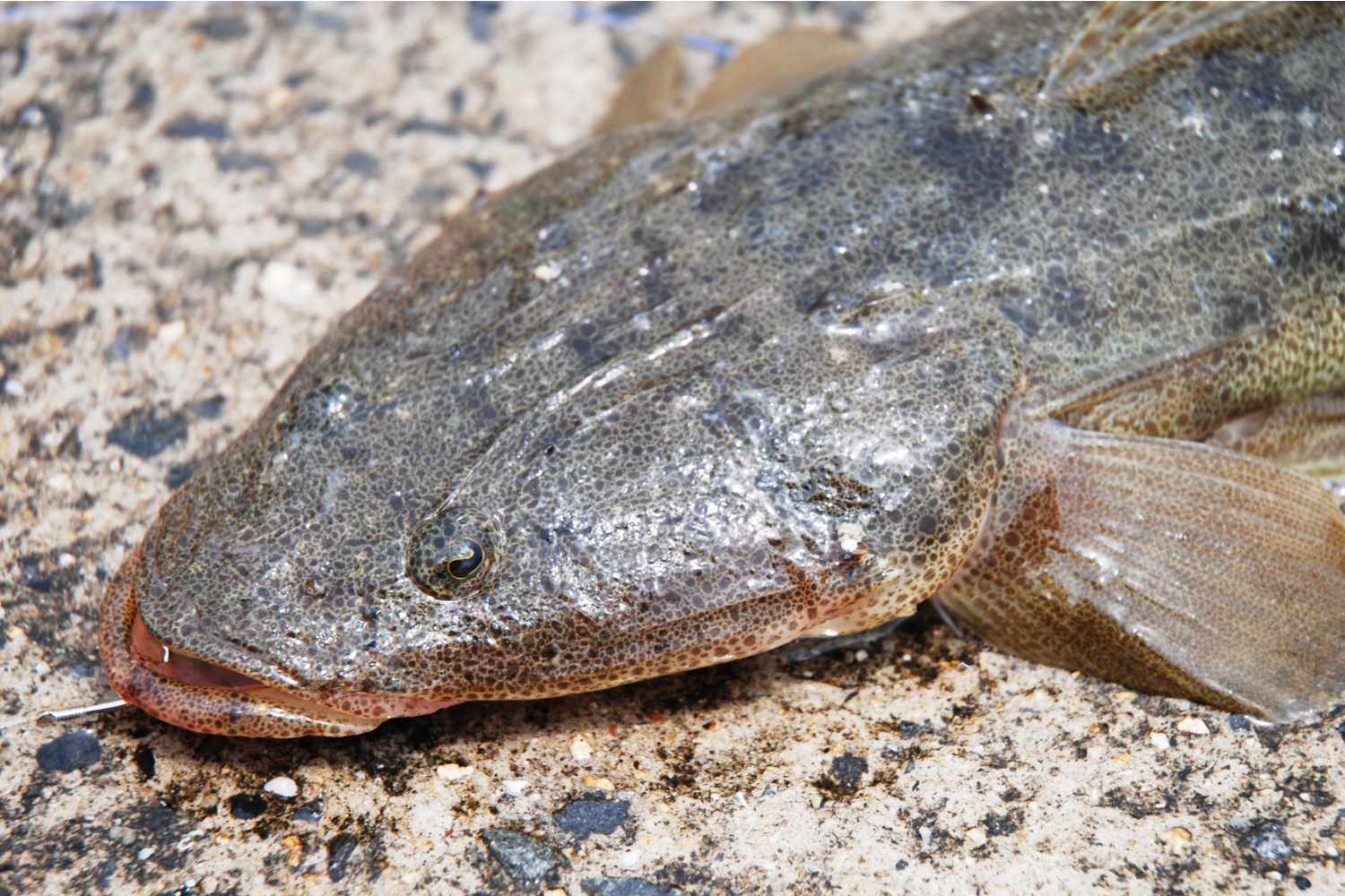 投げの夜釣りに注目 大ギスメインの浜での手軽な釣りを紹介 関西のつりweb 釣りの総合情報メディアmeme