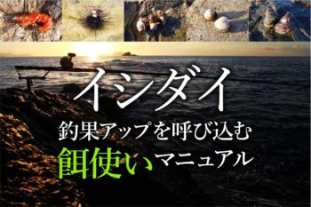 かぶせ釣り 石鯛餌 瀬戸貝 イシダイ エサ カラス貝 石鯛 中