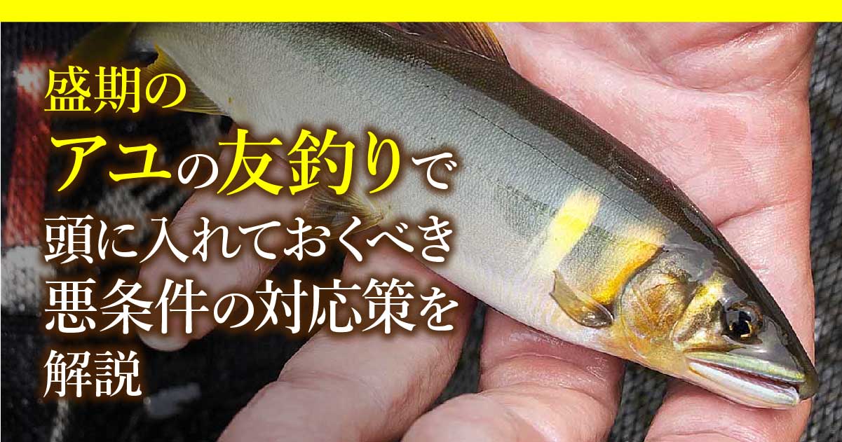 盛期のアユの友釣りで頭に入れておくべき悪条件の対応策を解説 | 関西のつりweb | 釣りの総合情報メディアMeME