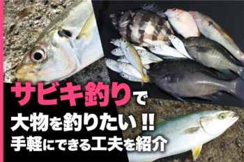 サビキ釣りで大物を釣りたい 手軽にできる工夫を紹介 関西のつりweb 釣りの総合情報メディアmeme