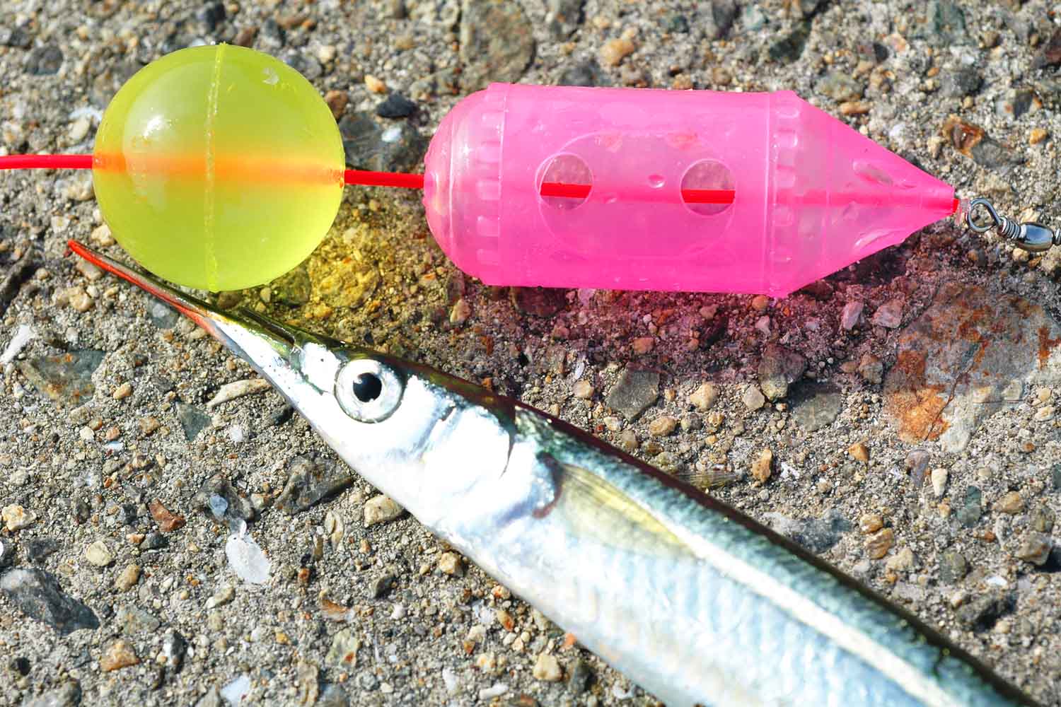 家族で遊べる優良釣り場､尼崎市立魚つり園の晩夏の楽しみ方を紹介