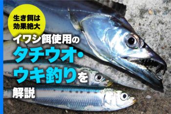 生き餌は効果絶大 イワシ餌使用のタチウオ ウキ釣りを解説 関西のつりweb 釣りの総合情報メディアmeme