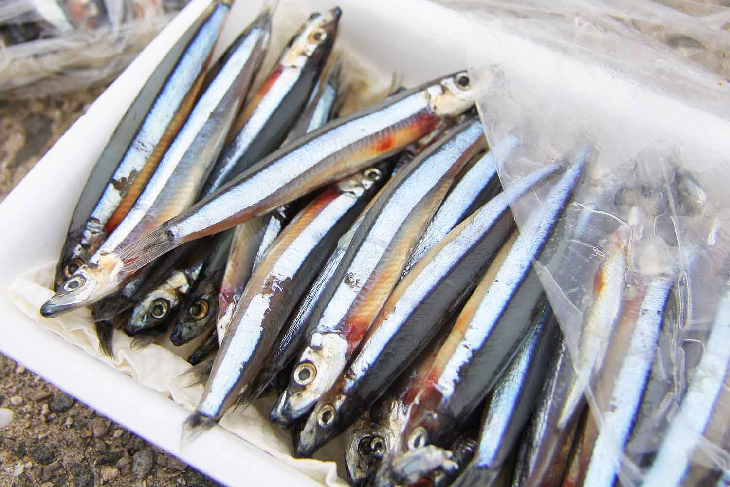タチウオ釣りを成功に導くトラブル回避法と餌使いのコツを解説