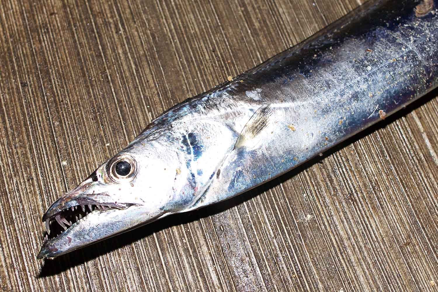 タチウオ釣りを成功に導くトラブル回避法と餌使いのコツを解説