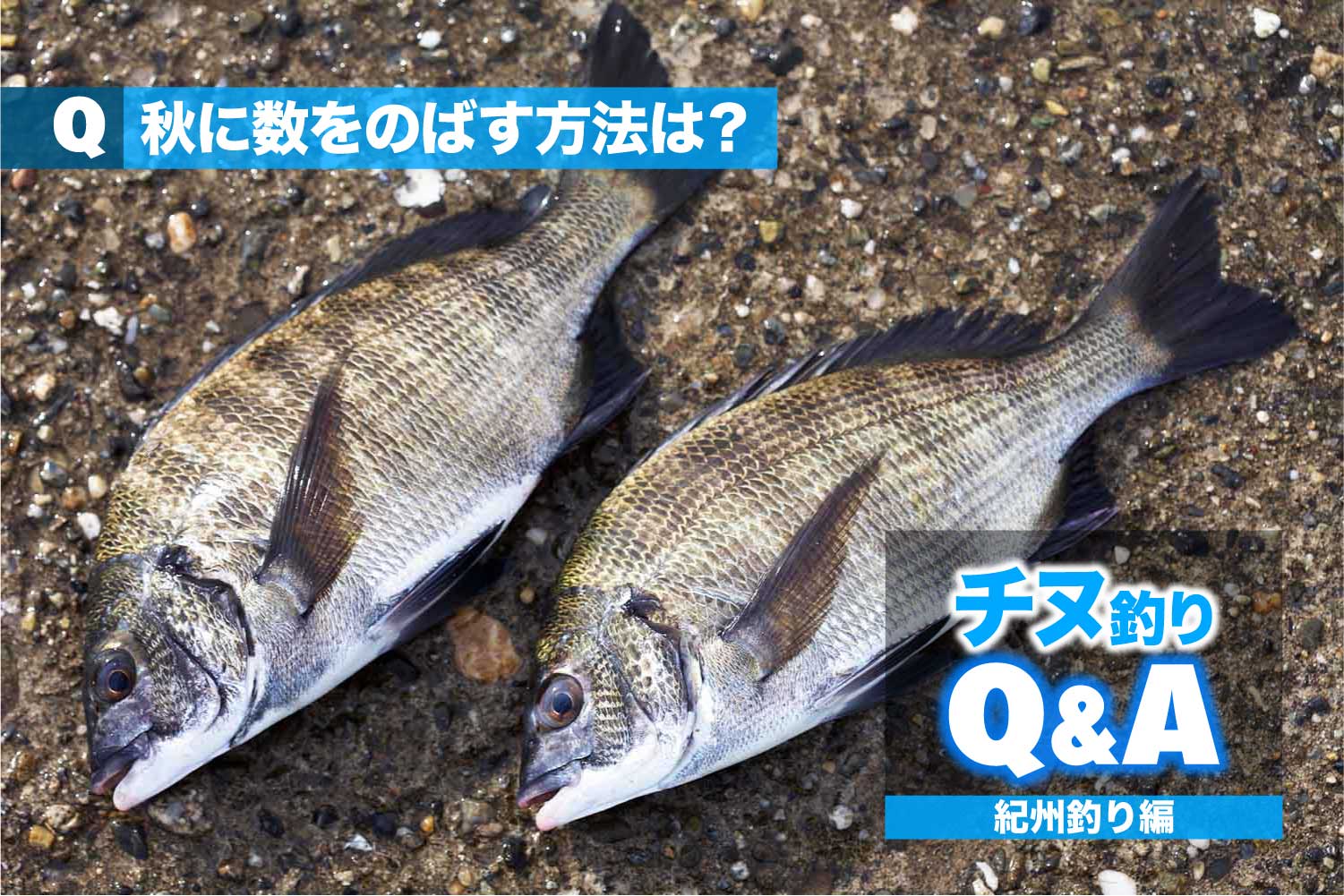 チヌ･紀州釣りの悩みを解決!!｜秋に数をのばす方法は？