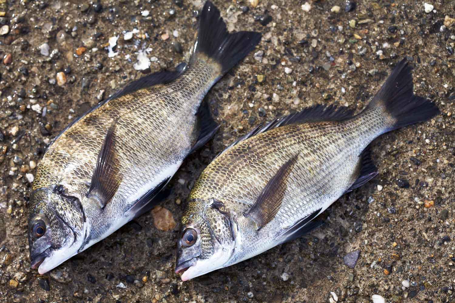 チヌ･紀州釣りの悩みを解決!!｜秋に数をのばす方法は？