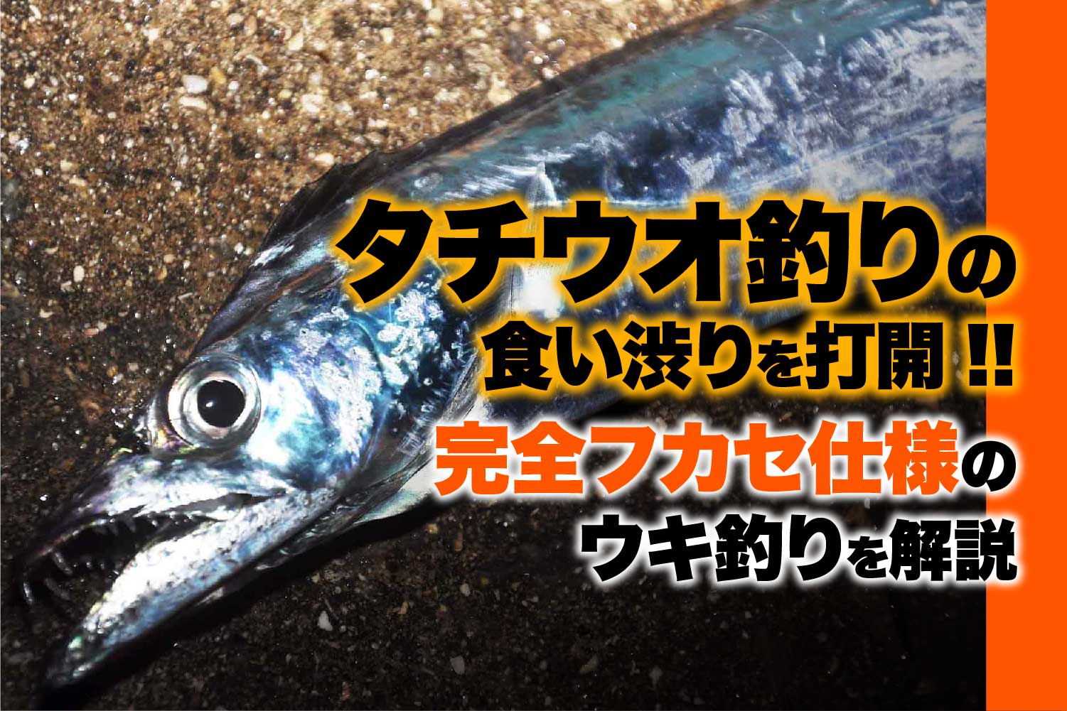タチウオ 太刀魚 関西のつりweb 釣りの総合情報メディアmeme