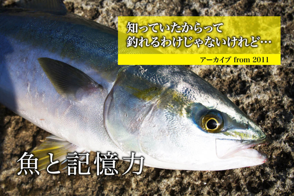 魚と記憶力 知っていたからって釣れるわけじゃないけれど アーカイブ From 11 Swマガジンweb 海のルアーマンのための総合情報メディア