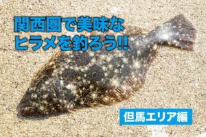 関西圏で美味なヒラメを釣ろう‼《但馬エリア編》 | SWマガジンweb | 海