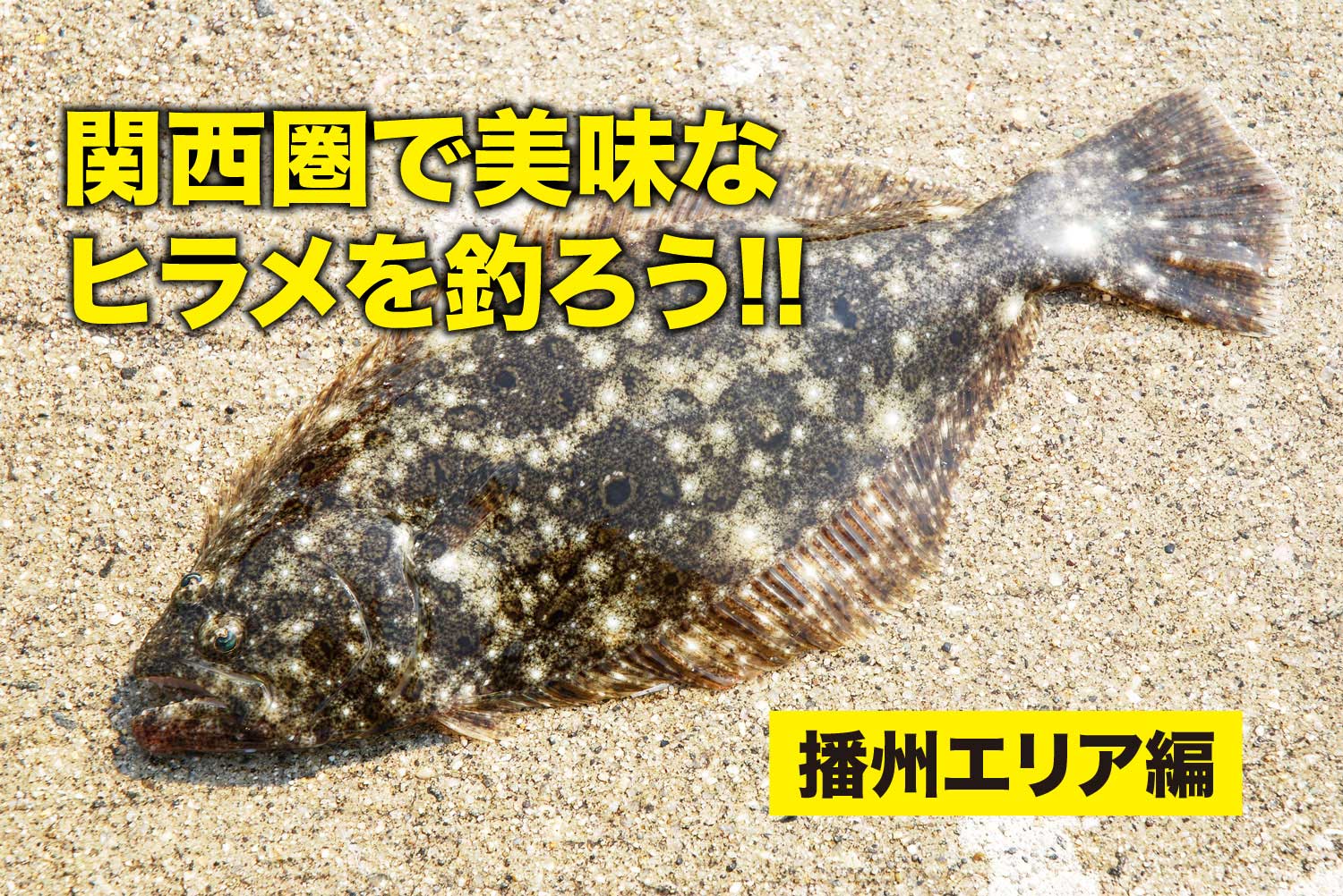 関西圏で美味なヒラメを釣ろう 播州エリア編 Swマガジンweb 海のルアーマンのための総合情報メディア