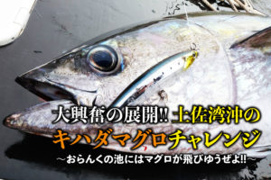 磯マグロ マグロ フカセ お勧め