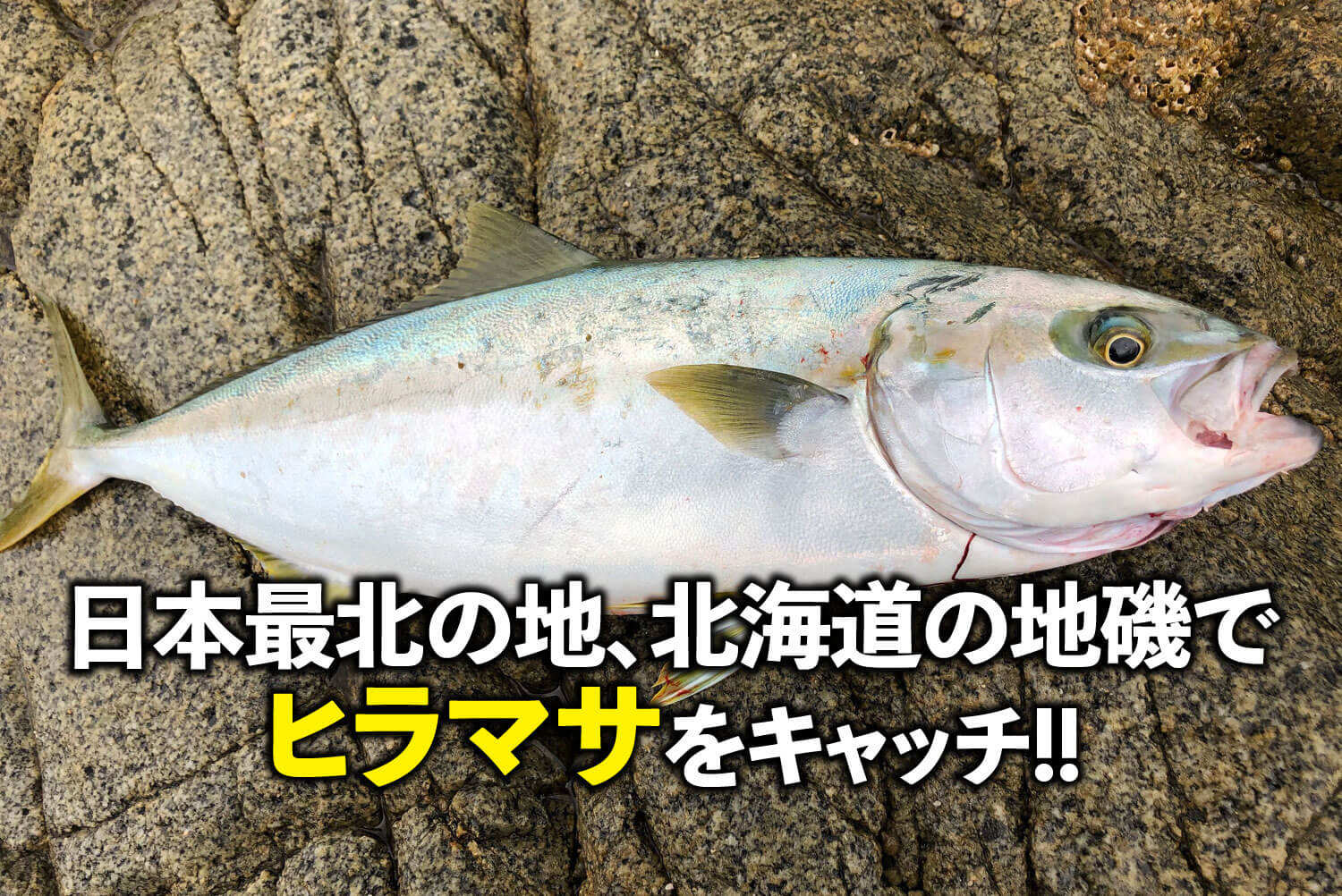 日本最北の地 北海道の地磯でヒラマサをキャッチ Swマガジンweb 海のルアーマンのための総合情報メディア